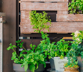 ¡Espacios verdes en el hogar y sus beneficios!